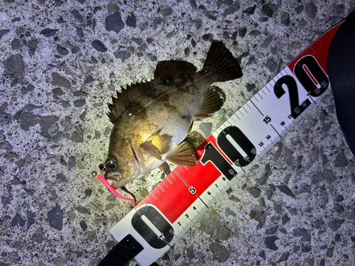 シロメバルの釣果