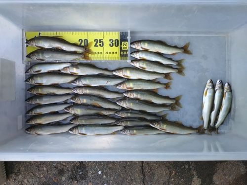 アユの釣果