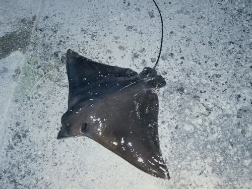 ナルトビエイの釣果