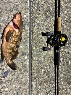 アコウの釣果