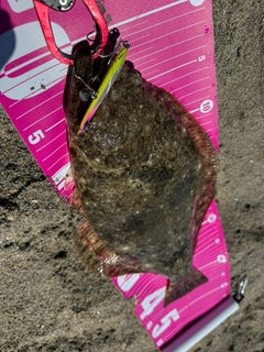 ヒラメの釣果