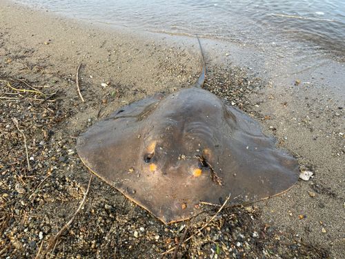 アカエイの釣果