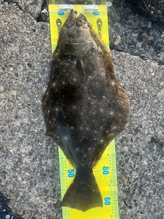 ヒラメの釣果