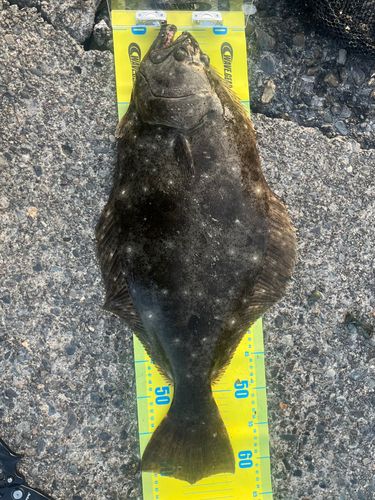 ヒラメの釣果