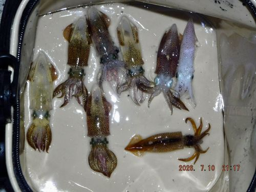 ヒイカの釣果