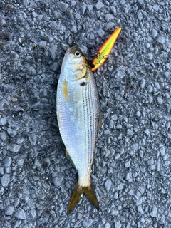 コノシロの釣果