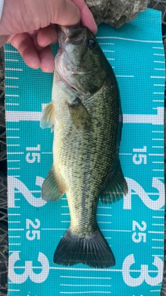 ラージマウスバスの釣果
