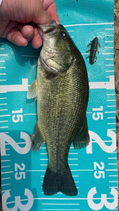 ラージマウスバスの釣果