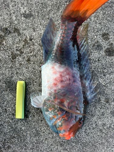 ブダイの釣果