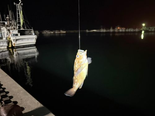 ガヤの釣果