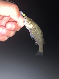 スズキの釣果