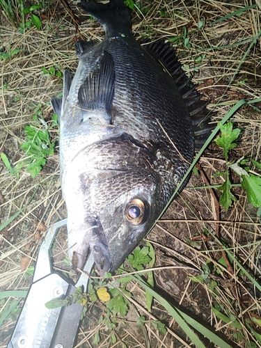 チヌの釣果