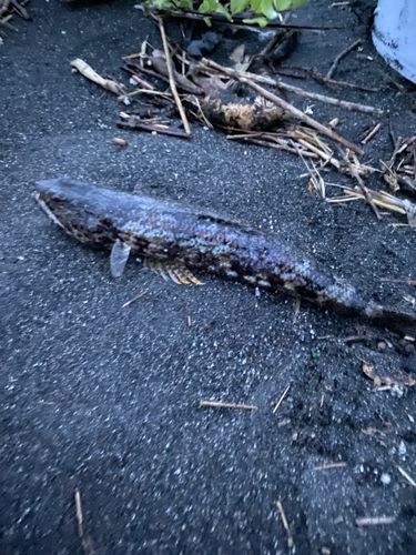 エソの釣果