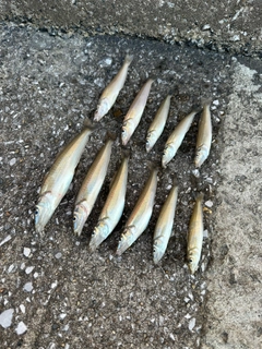 シロギスの釣果