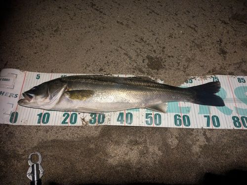 スズキの釣果