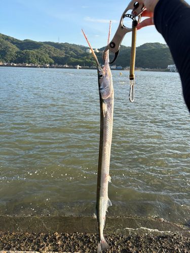 ダツの釣果