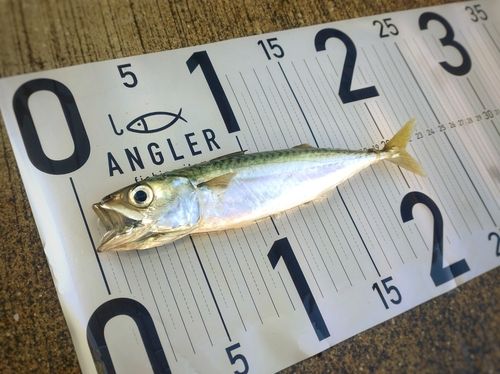 サバの釣果
