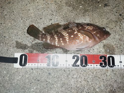 キジハタの釣果