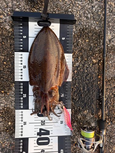 コウイカの釣果