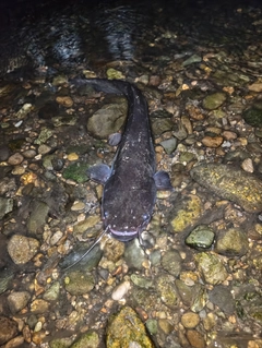 ナマズの釣果