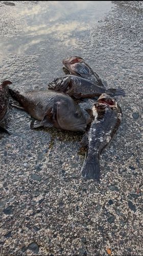 ソイの釣果