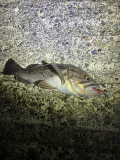 クロソイの釣果