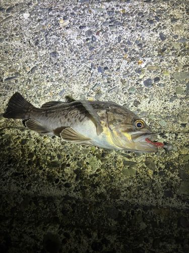 クロソイの釣果