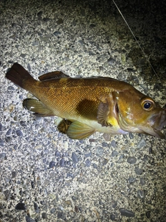 エゾメバルの釣果