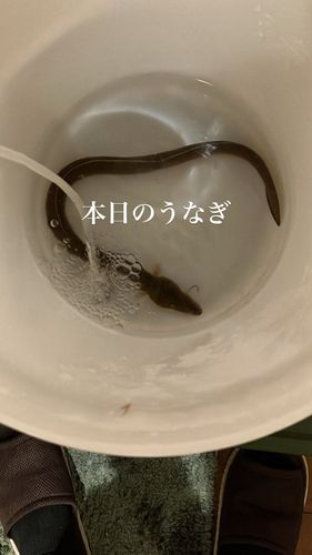 ウナギの釣果