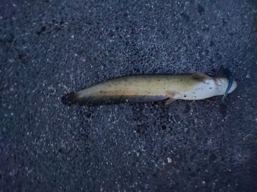 ナマズの釣果