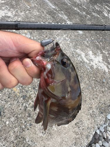 アカハタの釣果