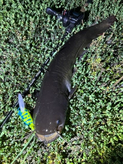 ナマズの釣果