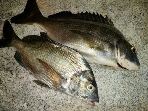 チヌの釣果