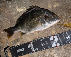 キビレの釣果