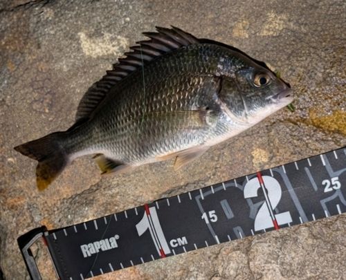 キビレの釣果