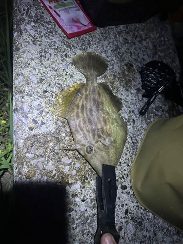 カワハギの釣果