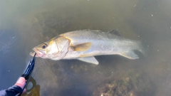 フッコ（マルスズキ）の釣果