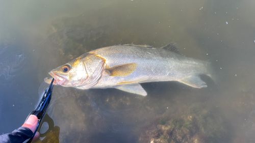 フッコ（マルスズキ）の釣果