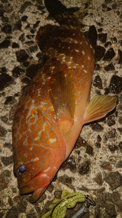 キジハタの釣果
