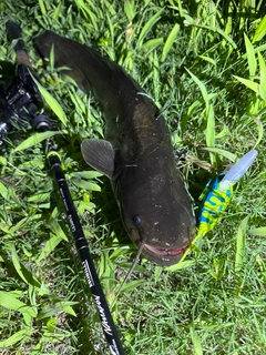 ナマズの釣果