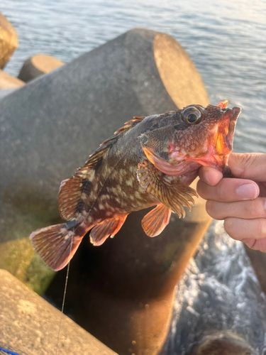 カサゴの釣果