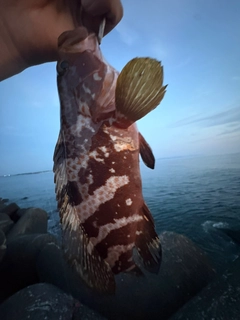 キジハタの釣果