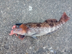 アブラコの釣果