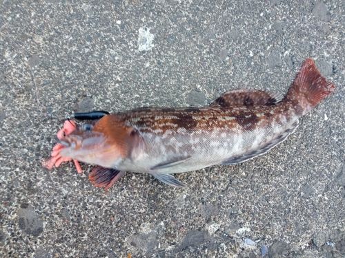 アブラコの釣果