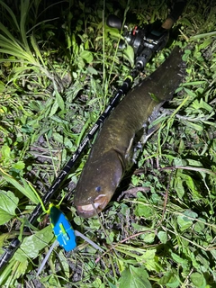 ナマズの釣果