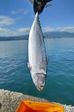 ソウダガツオの釣果