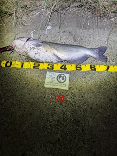 アメリカナマズの釣果