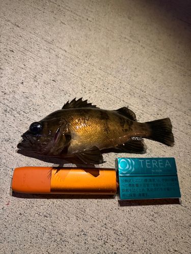 メバルの釣果