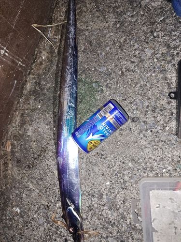 タチウオの釣果