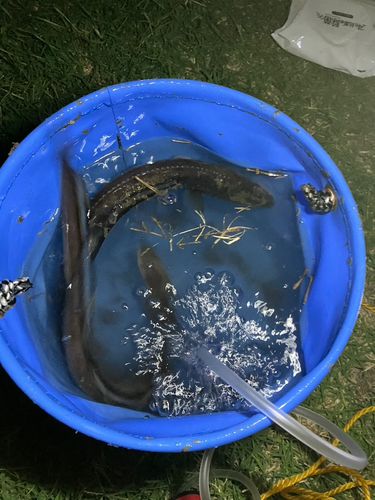 アナゴの釣果